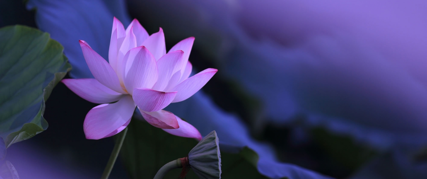 Mindfulness Koçluğu - biznlpakademi.com'da