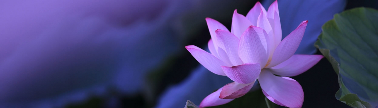 Mindfulness Bilinçaltı Farkındalık Eğitimi Sertifika Programı - biznlpakademi.com