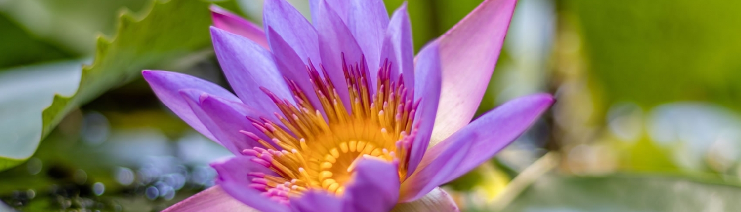 Mindfulness ve Stres Egitimi biznlpakademi.com