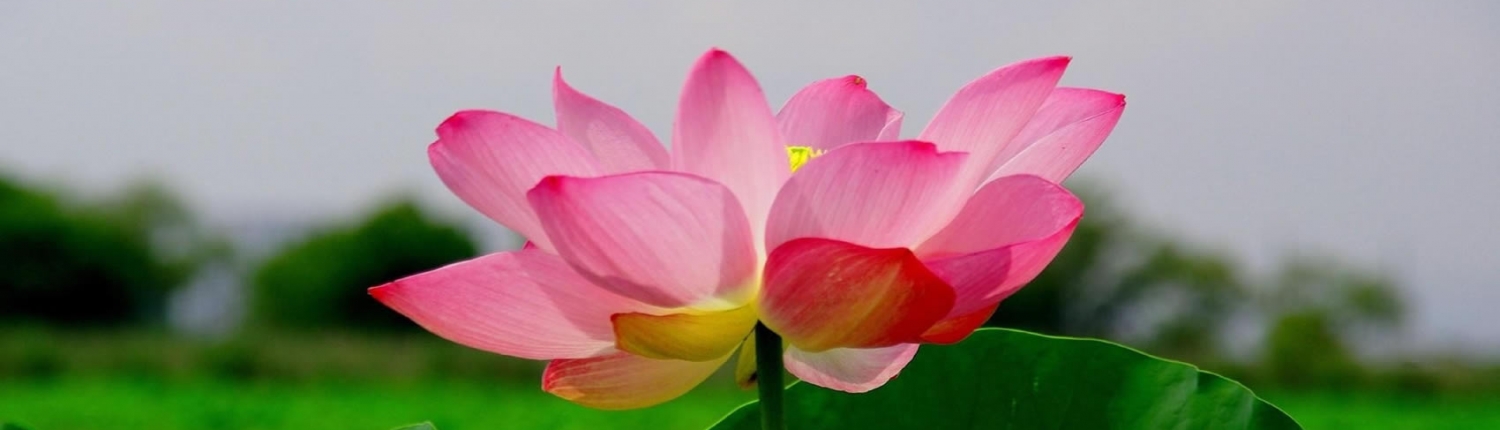 Mindfulness ve Stres Egitimi biznlpakademi.com